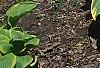 Hosta 'Sagae', habit