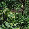 Hosta 'Sagae', habit