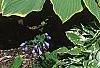 Hosta 'Sagae', habit