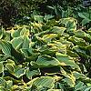 Hosta 'Sagae', habit