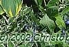 Hosta 'Sagae', habit