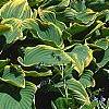 Hosta 'Sagae', habit