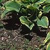 Hosta 'Sagae', habit