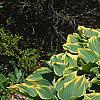 Hosta 'Sagae', habit