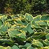 Hosta 'Sagae', habit