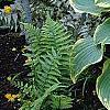 Hosta 'Sagae', habit