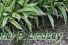 Hosta 'Sagae', habit