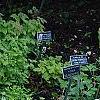 Hosta 'Sagae', habit