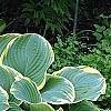 Hosta 'Sagae', habit