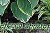 Hosta 'Sagae', habit