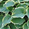 Hosta 'Sagae', habit