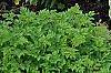 Hosta 'Sagae', habit