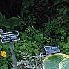 Hosta 'Sagae', habit