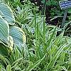 Hosta 'Sagae', habit
