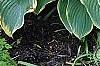 Hosta 'Sagae', habit