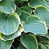 Hosta 'Sagae', habit