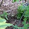 Hosta 'Satisfaction', habit
