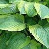 Hosta 'Satisfaction', habit
