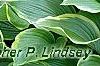Hosta 'Satisfaction', habit