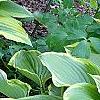 Hosta 'Satisfaction', habit