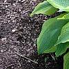 Hosta 'Satisfaction', habit