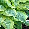 Hosta 'Satisfaction', habit