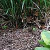 Hosta 'Satisfaction', habit