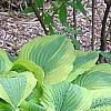 Hosta 'Satisfaction', habit