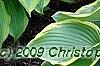 Hosta 'Satisfaction', habit