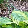 Hosta 'Satisfaction', habit