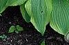 Hosta 'Satisfaction', habit