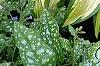 Hosta 'Sea Sprite', habit