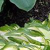 Hosta 'Sea Sprite', habit