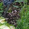 Hosta 'Sea Sprite', habit