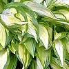 Hosta 'Sea Sprite', habit