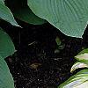 Hosta 'Sea Sprite', habit