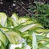 Hosta 'Sea Sprite', habit