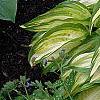 Hosta 'Sea Sprite', habit