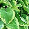 Hosta 'Shogun', habit