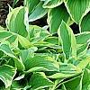 Hosta 'Shogun', habit