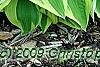 Hosta 'Shogun', habit