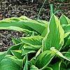 Hosta 'Shogun', habit