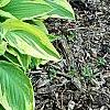 Hosta 'Shogun', habit