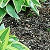 Hosta 'Shogun', habit