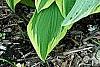Hosta 'Shogun', habit