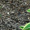 Hosta 'Shogun', habit