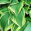 Hosta 'Shogun', habit