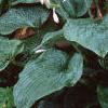 Hosta sieboldiana, habit