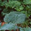 Hosta sieboldiana, habit