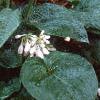 Hosta sieboldiana, habit